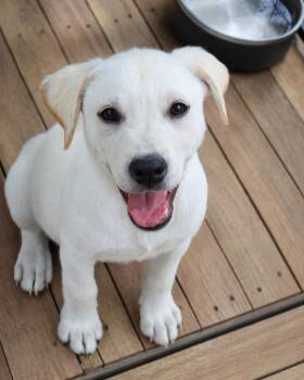 Labrador Retriever and Terrier Dogs Available for Adoption in Gulfport, Mississippi - Zephyr | PetCurious