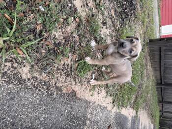 The power puff litter buttercup -  Pit Bull Terrier Dog for Adoption in Semmes, Alabama - The Power Puff Litter Buttercup | PetCurious