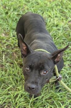 American Staffordshire Terrier Dogs Available for Adoption - BLACKIE | PetCurious
