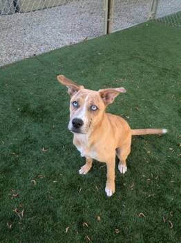 Mixed Breed Dogs Available for Adoption in Louisburg, North Carolina - Stormy | PetCurious