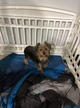 Rescue Yorkshire Terrier Dogs for Adoption in Brownstown, Indiana - Yanny | PetCurious