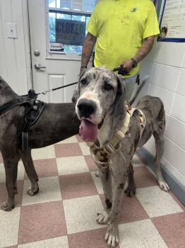 Jeter -  Great Dane Dog for Adoption in Ontario, California - Jeter | PetCurious