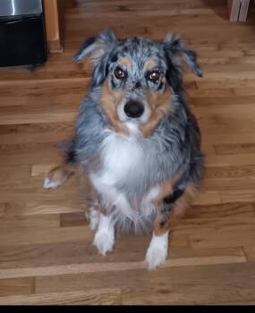 BOOMER -COURTESY LISTING -  Australian Shepherd Dog for Adoption - BOOMER -COURTESY LISTING | PetCurious