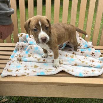 Pup 8-Sassy -  Mixed Breed and Beagle Dog for Adoption in Moravia, New York - Pup 8-Sassy | PetCurious