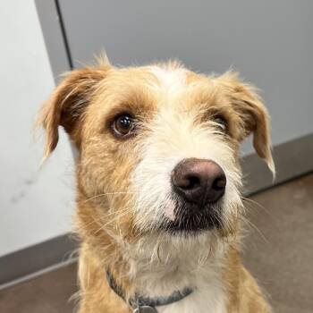 Netflix -  Terrier and Mixed Breed Dog for Adoption in Chattanooga, Tennessee - Netflix | PetCurious