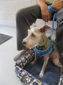 A389627 -  Schnauzer Dog for Adoption in Ocala, Florida - A389627 | PetCurious