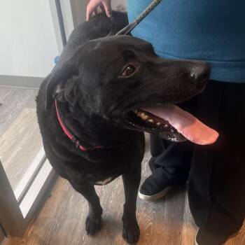 Chesapeake Bay Retriever and Hound Dogs Available for Adoption - Ash | PetCurious