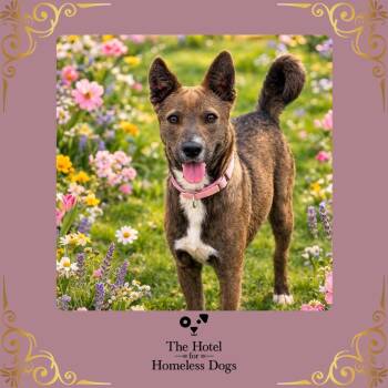 Cookie -  Shepherd and Cattle Dog Dog for Adoption in Cumberland, Rhode Island - Cookie | PetCurious