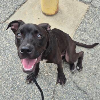 07/16/2026-Stray-MonmouthDrive -  Mixed Breed Dog for Adoption in Columbus, Georgia - 07/16/2026-Stray-MonmouthDrive | PetCurious