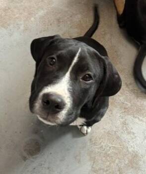 *Rambo* -  Pit Bull Terrier Dog for Adoption in Salt Lake City, Utah - *Rambo* | PetCurious