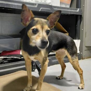 Mimi Marquez -  Chihuahua Dog Available for Adoption in Aldie, Virginia - Mimi Marquez | PetCurious