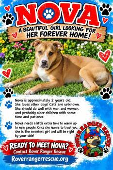 Nova -  German Shepherd Dog Dog for Adoption in Wrightwood, California - Nova | PetCurious