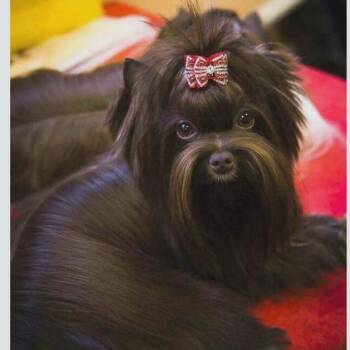 Yorkshire Terrier Dogs Available for Adoption in Ada, Minnesota - Alex | PetCurious