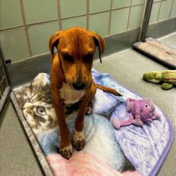 Rust -  Hound and Mixed Breed Dog for Adoption in Richmond, Virginia - Rust | PetCurious