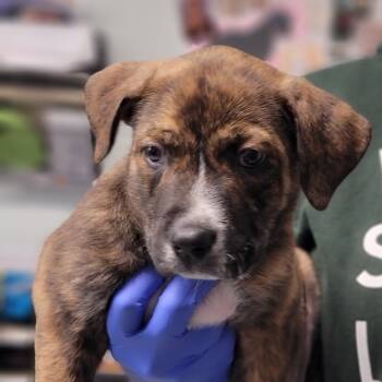 Rescue Mixed Breed Dogs for Adoption in Troy, Illinois - Copper | PetCurious