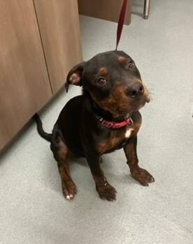 FLEETWOOD -  Rottweiler and Mixed Breed Dog for Adoption in Baytown, Texas - FLEETWOOD | PetCurious