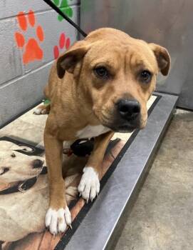Mixed Breed Dogs Available for Adoption in Elizabethtown, North Carolina - Honey | PetCurious