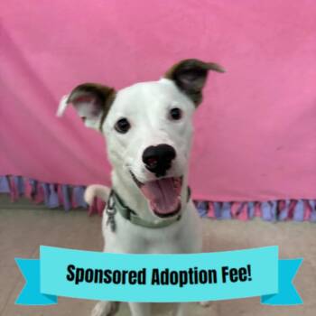 Terrier Dogs Available for Adoption - Daisy | PetCurious