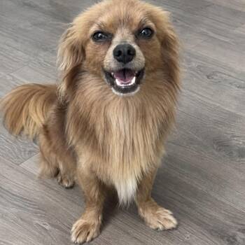 Pomeranian and Chihuahua Dogs Available for Adoption in Pelham, New Hampshire - Foxy  | PetCurious