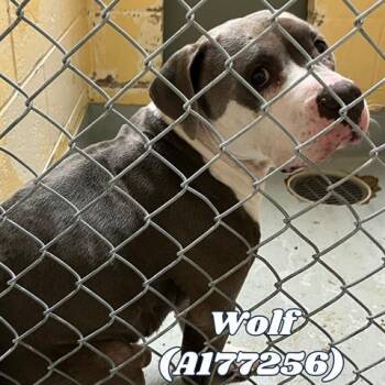 Rescue Pit Bull Terrier Dogs for Adoption in Tulsa, Oklahoma - WOLF | PetCurious