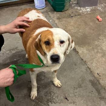 Mixed Breed Dogs Available for Adoption in Corbin, Kentucky - Wilma | PetCurious