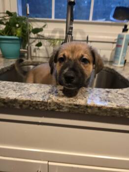 JESSY -  Mixed Breed Dog for Adoption in Holbrook, New York - JESSY | PetCurious