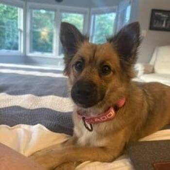 Gremie -  Pomeranian and Mixed Breed Dog for Adoption in Potomac, Maryland - Gremie | PetCurious