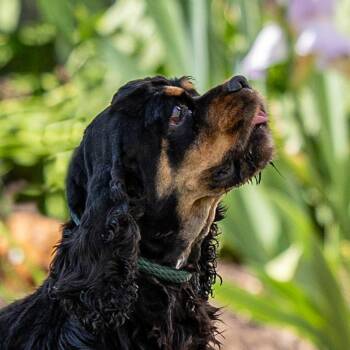 Cocker Spaniel Dogs Available for Adoption in Council Bluffs, Iowa - Tiffany | PetCurious