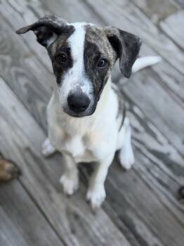 Pupperoni -  Hound Dog for Adoption in Portland, Maine - Pupperoni | PetCurious