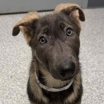 German Shepherd Dog Dogs Available for Adoption - Greta | PetCurious