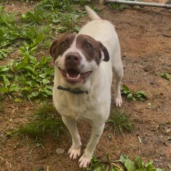 Jake -  Pit Bull Terrier and Mixed Breed Dog Available for Adoption in Fairmont, West Virginia - Jake | PetCurious