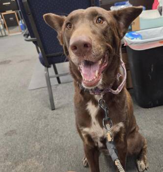 Mabel -  Labrador Retriever Dog for Adoption in El Centro, California - Mabel | PetCurious