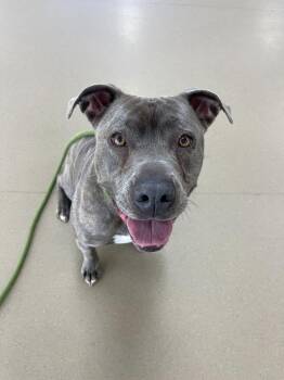 Pit Bull Terrier Dogs Available for Adoption - Coco | PetCurious