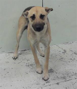 German Shepherd Dog and Mixed Breed Dogs Available for Adoption - BUBBLES | PetCurious