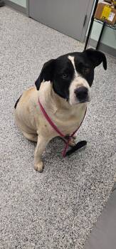 Beef Steak -  Terrier Dog for Adoption in Athens, Tennessee - Beef Steak | PetCurious