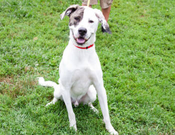Rescue Mixed Breed Dogs for Adoption in West Chester, Pennsylvania - Franklin Fka Buster | PetCurious