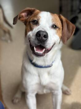 William -  Bernese Mountain Dog and Labrador Retriever Dog for Adoption in Seneca Falls, New York - William | PetCurious
