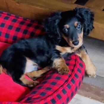 Dachshund Dogs Available for Adoption in Normal, Illinois - Chester | PetCurious
