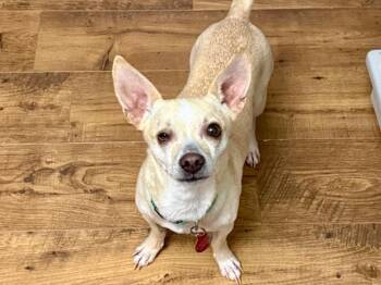 Terrier and Mixed Breed Dogs Available for Adoption in Colorado Springs, Colorado - NIMA | PetCurious