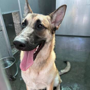 Apollo -  Belgian Shepherd Malinois Dog for Adoption in Pasadena, California - Apollo | PetCurious