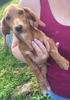 Bugle -  Dachshund and Beagle Dog for Adoption in Chiefland, Florida - Bugle | PetCurious