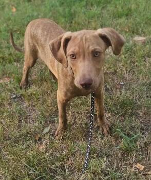 Delphine -  Mixed Breed Dog for Adoption in Northwood, New Hampshire - Delphine | PetCurious