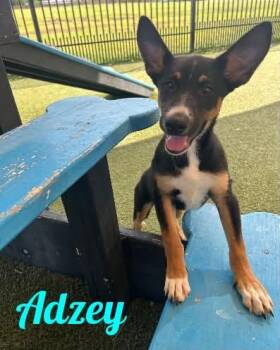 Adzey -  German Shepherd Dog and Husky Dog for Adoption in Westbury, New York - Adzey | PetCurious