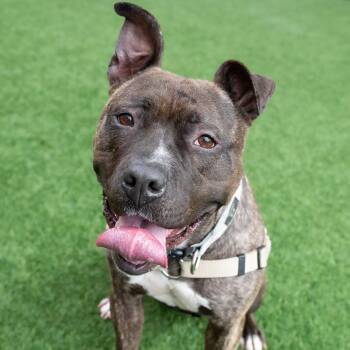Pit Bull Terrier Dogs Available for Adoption in Burlingame, California - Rosie | PetCurious