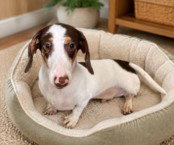 Dippin Dots-Purebred Doxie Puppy! -  Dachshund Dog for Adoption in Fort Myers, Florida - Dippin Dots-Purebred Doxie Puppy! | PetCurious