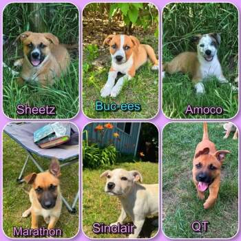 Gas Station Litters- puppies 5 female 1 male -  German Shepherd Dog and American Bully Dog for Adoption in Traverse City, Michigan - Gas Station Litters- Puppies 5 Female 1 Male | PetCurious