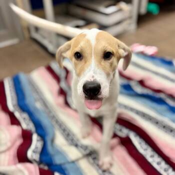 Mowgli -  Great Pyrenees and Mixed Breed Dog for Adoption in Wantagh, New York - Mowgli | PetCurious