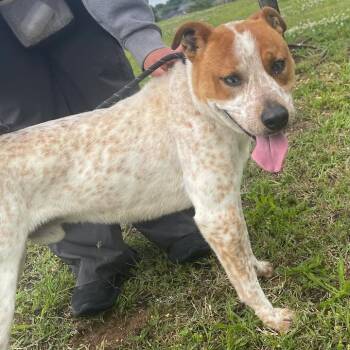 Australian Cattle Dog Blue Heeler Dogs Available for Adoption in Springdale, Arkansas - Balto | PetCurious