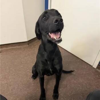 Petey -  Black Labrador Retriever Dog for Adoption in Brentwood, Missouri - Petey | PetCurious