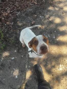 SNOOPY -  Pit Bull Terrier and Chihuahua Dog for Adoption in St. Cloud, Florida - SNOOPY | PetCurious